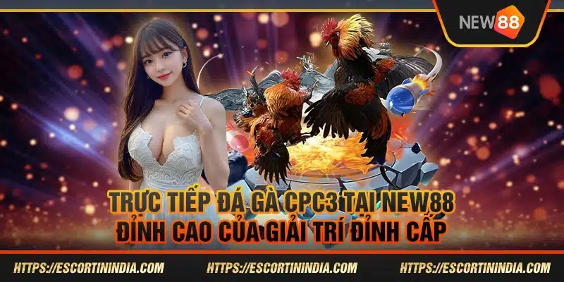 Trực tiếp đá gà CPC3 tại New88 – Đỉnh cao của giải trí đỉnh cấp