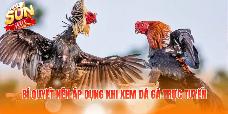 Bí quyết nên áp dụng khi xem đá gà trực tuyến