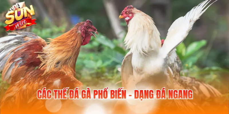 Các thế đá gà phổ biến - Dạng đá ngang