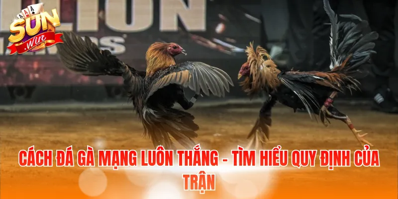 Cách đá gà mạng luôn thắng - Tìm hiểu quy định của trận