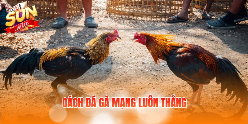 cach da ga mang luon thang