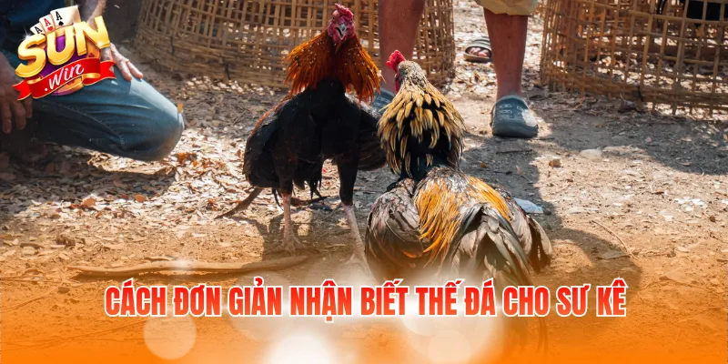 Cách đơn giản nhận biết thế đá cho sư kê