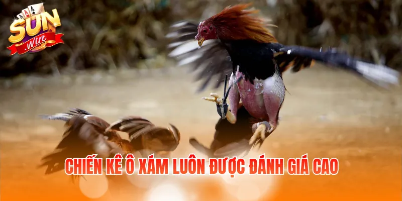 Chiến kê ô xám luôn được đánh giá cao