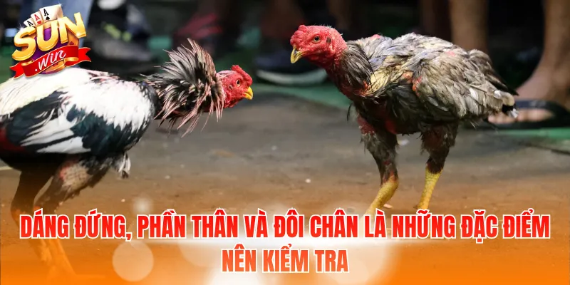Dáng đứng, phần thân và đôi chân là những đặc điểm nên kiểm tra