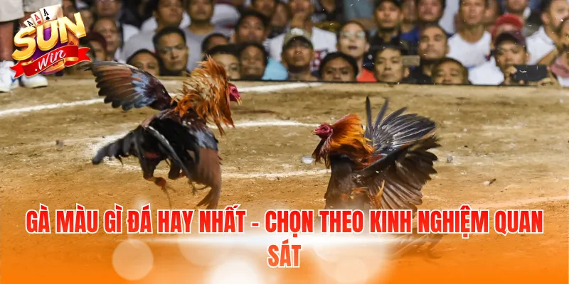 Gà màu gì đá hay nhất - Chọn theo kinh nghiệm quan sát
