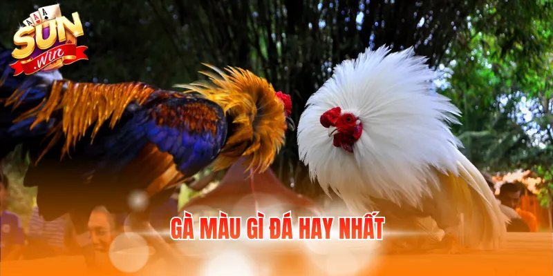 ga mau gi da hay nhat