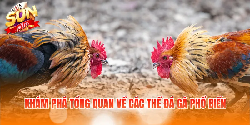 Khám phá tổng quan về các thế đá gà phổ biến