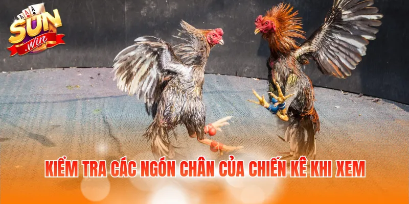 Xem Chân Đá Gà Cựa Sắt Và Hướng Dẫn Cách Nhận Biết 3 Kiểm tra các ngón chân của chiến kê khi xem