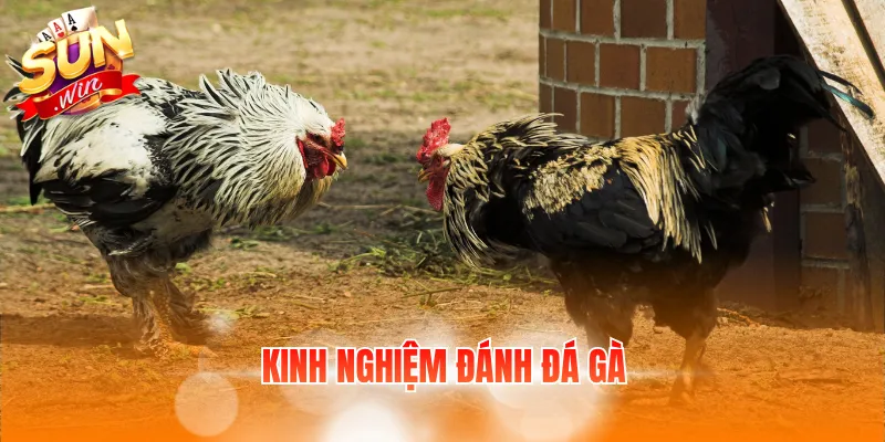 7 Kinh Nghiệm Đánh Đá Gà: Điều Người Chơi Mới Cần Biết 1 kinh nghiem danh da ga