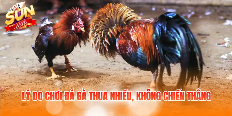 Lý do chơi đá gà thua nhiều, không chiến thắng