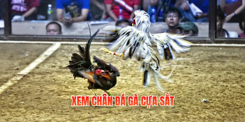 Xem Chân Đá Gà Cựa Sắt Và Hướng Dẫn Cách Nhận Biết 1 xem chan da ga cua sat